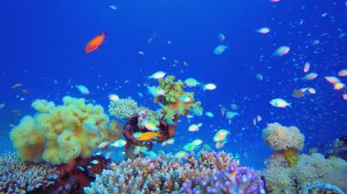 Mercan Kayalıkları Deniz Burnu. Su altı deniz balığı. Renkli sualtı deniz manzarası. Tropik balık resifi denizcisi. Su altı deniz balığı. Tropikal balık resifi denizcisi. 