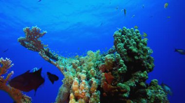 Mercan Resifi Deniz Hayatı. Su altı deniz balığı. Renkli sualtı deniz manzarası. Tropik balık resifi denizcisi. Su altı deniz balığı. Tropikal balık resifi denizcisi. 