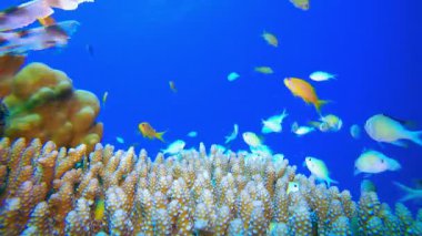 Aslan Balığı ve Mavi Yeşil Balıklar. Su altı deniz balığı. Renkli sualtı deniz manzarası. Tropik balık resifi denizcisi. Su altı deniz balığı. Tropikal balık resifi denizcisi. 