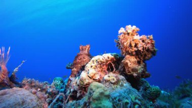 Aslan Balığı ve Ahtapot Mavi Deniz 'in altında. Su altı balık resifi deniz aslanı balığı (Pterois mil). Tropik renkli sualtı deniz manzarası. Resif mercan sahnesi. Renkli tropikal mercan resifleri. Deniz yaşamı balık bahçesi.