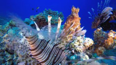 Aslan Balığı Yüzme ve Ahtapot. Sualtı tropikal büyük kırmızı ahtapot (Ahtapot siyanesi). Su altı balık resifi denizcisi. Tropik renkli sualtı deniz manzarası.