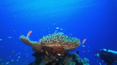 Deniz hayatı tropikal balık bahçesi. Su altı deniz balığı. Renkli sualtı deniz manzarası. Tropik balık resifi denizcisi. Su altı deniz balığı. Tropikal balık resifi denizcisi. 