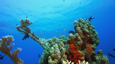 Deniz hayatı balık sahnesi. Su altı deniz balığı. Renkli sualtı deniz manzarası. Tropik balık resifi denizcisi. Su altı deniz balığı. Tropikal balık resifi denizcisi. 