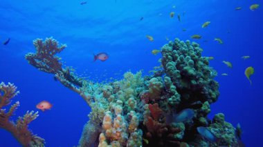 Deniz hayatı tropikal balık bahçesi. Su altı deniz balığı. Renkli sualtı deniz manzarası. Tropik balık resifi denizcisi. Su altı deniz balığı. Tropikal balık resifi denizcisi. 