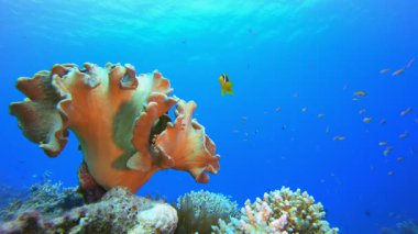 Deniz Tropikal Hayat Palyaço Balığı. Sualtı tropikal palyaço balığı (Amphiprion bicinctus) ve deniz şakayıkları. Su altı balık resifi denizcisi. Tropik renkli sualtı deniz manzarası. Resif mercan sahnesi. 