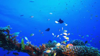 Denizaltı Sualtı Tropik Balık Bahçesi. Su altı deniz balığı. Renkli sualtı deniz manzarası. Tropik balık resifi denizcisi. Su altı deniz balığı. Tropikal balık resifi denizcisi. 