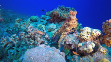 Ahtapot ve Aslan Balığı. Sualtı tropikal büyük kırmızı ahtapot (Ahtapot siyanesi). Sualtı aslan balığı (Pterois mil). Su altı balık resifi denizcisi. Tropik renkli sualtı deniz manzarası.