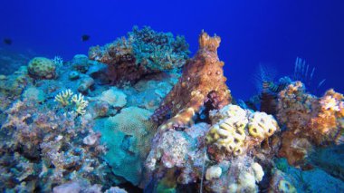 Ahtapot ve Aslan-Balığı Denizaltı. Sualtı tropikal büyük kırmızı ahtapot (Ahtapot siyanesi). Sualtı aslan balığı (Pterois mil). Su altı balık resifi denizcisi. Tropik renkli sualtı deniz manzarası.