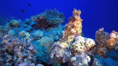 Ahtapot Sakla ve Değiştir Rengi. Sualtı tropikal büyük kırmızı ahtapot (Ahtapot siyanesi). Sualtı aslan balığı (Pterois mil). Su altı balık resifi denizcisi. Tropik renkli sualtı deniz manzarası.