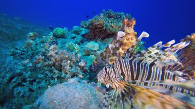 Ahtapot Aslan Balığı 'nı izliyor. Sualtı tropikal büyük kırmızı ahtapot (Ahtapot siyanesi). Sualtı aslan balığı (Pterois mil). Su altı balık resifi denizcisi. Tropik renkli sualtı deniz manzarası.