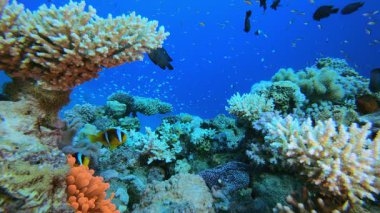 Kızıl Deniz Anemone Palyaço Balığı. Sualtı tropikal palyaço balığı (Amphiprion bicinctus) ve deniz şakayıkları. Su altı balık resifi denizcisi. Tropik renkli sualtı deniz manzarası. Resif mercan sahnesi. 