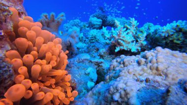 Kızıl Deniz Anemone. Sualtı tropikal palyaço balığı (Amphiprion bicinctus) ve deniz şakayıkları. Su altı balık resifi denizcisi. Tropik renkli sualtı deniz manzarası. Resif mercan sahnesi. 