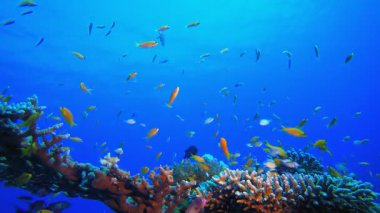 Su altındaki resif mercan bahçesi. Su altı renkli deniz balığı. Tropik resif denizcisi. Mercanlar tropikal yaşam. Mercan bahçesi deniz manzarası. Mavi su arkaplanı.