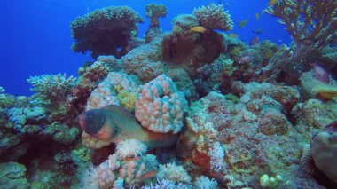 Kızıl Deniz Sarı Ağız Moray. Tropik sualtı sarı ağız moray (Gymnothorax nudivomer). Deniz hayatı balık bahçesi. Kızıl deniz moray. Tropik sualtı resifi. Renkli tropikal mercan resifleri.