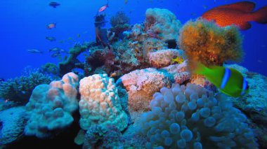 Resif Mercan Bahçesi Palyaço Balığı. Sualtı tropikal palyaço balığı (Amphiprion bicinctus) ve deniz şakayıkları. Su altı balık resifi denizcisi. Tropik renkli sualtı deniz manzarası. Resif mercan sahnesi. 