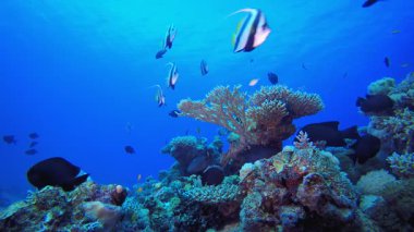 Su altındaki resif mercan bahçesi. Su altı renkli deniz balığı. Tropik resif denizcisi. Mercanlar tropikal yaşam. Mercan bahçesi deniz manzarası. Mavi su arkaplanı.