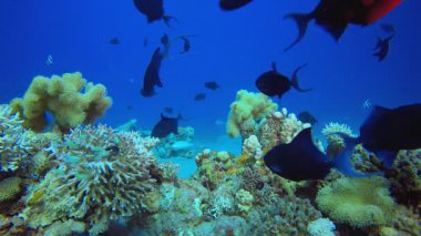 Su altındaki resif mercan bahçesi. Su altı renkli deniz balığı. Tropik resif denizcisi. Mercanlar tropikal yaşam. Mercan bahçesi deniz manzarası. Mavi su arkaplanı.