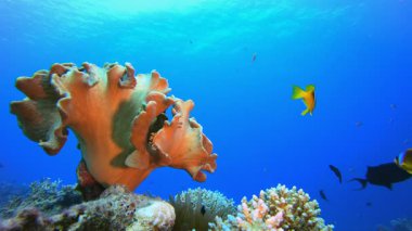 Resif Mercan Tropikal Palyaço Balığı. Su altı renkli deniz balığı. Tropik resif denizcisi. Mercanlar tropikal yaşam. Mercan bahçesi deniz manzarası. Mavi su arkaplanı.