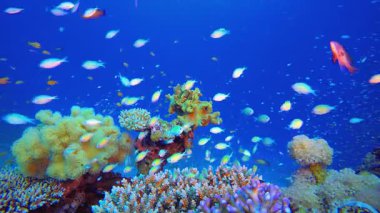 Resif Mercan Tropikal Bahçesi. Su altı renkli deniz balığı. Tropik resif denizcisi. Mercanlar tropikal yaşam. Mercan bahçesi deniz manzarası. Mavi su arkaplanı.