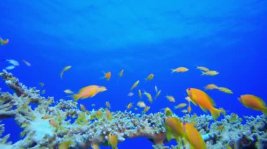 Resif Mercan Tropikal Bahçe Mavi Portakal. Su altı renkli deniz balığı. Tropik resif denizcisi. Mercanlar tropikal yaşam. Mercan bahçesi deniz manzarası. Mavi su arkaplanı.