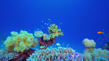 Deniz Resifi Sualtı Sahnesi. Su altı renkli deniz balığı. Tropik resif denizcisi. Mercanlar tropikal yaşam. Mercan bahçesi deniz manzarası. Mavi su arkaplanı.