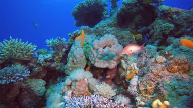 Su altındaki resif mercan bahçesi. Su altı renkli deniz balığı. Tropik resif denizcisi. Mercanlar tropikal yaşam. Mercan bahçesi deniz manzarası. Mavi su arkaplanı.