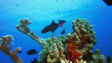 Deniz Resifi Sualtı Sahnesi. Mercan bahçesi deniz manzarası. Mavi su arka planı. Mavi turkuaz deniz suyu dalgaları. Renkli tropikal mercan resifleri.