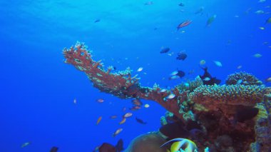 Su altındaki resif mercan bahçesi. Mercan bahçesi deniz manzarası. Mavi su arka planı. Mavi turkuaz deniz suyu dalgaları. Renkli tropikal mercan resifleri.