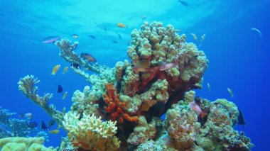 Su altındaki resif Tropikal Mercan Bahçesi. Mercan bahçesi deniz manzarası. Mavi su arka planı. Mavi turkuaz deniz suyu dalgaları. Renkli tropikal mercan resifleri.