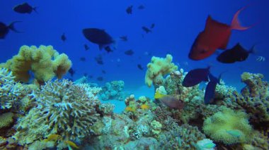 Tropik Arka plan Balığı. Mercan bahçesi deniz manzarası. Mavi su arka planı. Mavi turkuaz deniz suyu dalgaları. Renkli tropikal mercan resifleri.