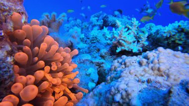 Deniz Amonları Sualtı Palyaço Balığı. Sualtı tropikal palyaço balığı (Amphiprion bicinctus) ve deniz şakayıkları. Su altı balık resifi denizcisi. Tropik renkli sualtı deniz manzarası. Resif mercan sahnesi. 