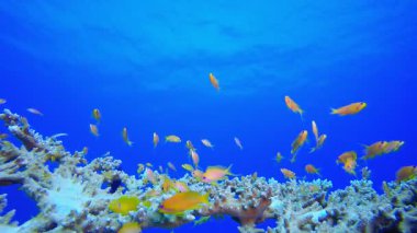 Yumuşak sert mercanlar renkli balıklar. Mercan bahçesi deniz manzarası. Mavi su arka planı. Mavi turkuaz deniz suyu dalgaları. Renkli tropikal mercan resifleri.