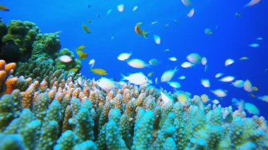 Tropik Mavi Yeşil Balık. Mercan bahçesi deniz manzarası. Mavi su arka planı. Mavi turkuaz deniz suyu dalgaları. Renkli tropikal mercan resifleri.