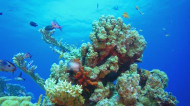 Tropik Arka plan Balığı. Mercan bahçesi deniz manzarası. Mavi su arka planı. Mavi turkuaz deniz suyu dalgaları. Renkli tropikal mercan resifleri.