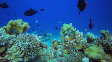Tropik Mavi Su Renkli Balıklar. Mercan bahçesi deniz manzarası. Mavi su arka planı. Mavi turkuaz deniz suyu dalgaları. Renkli tropikal mercan resifleri.