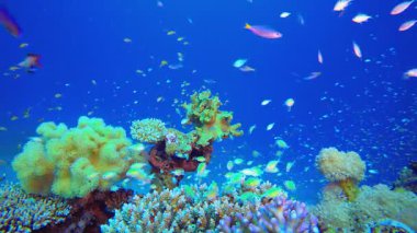 Tropik Mavi Su Renkli Balıklar. Mercan bahçesi deniz manzarası. Mavi su arka planı. Mavi turkuaz deniz suyu dalgaları. Renkli tropikal mercan resifleri.