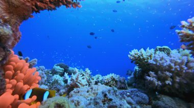 Tropikal Palyaço Balığı Red Anemone. Sualtı tropikal palyaço balığı (Amphiprion bicinctus) ve deniz şakayıkları. Su altı balık resifi denizcisi. Tropik renkli sualtı deniz manzarası. Resif mercan sahnesi. 