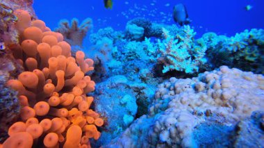 Tropik Palyaço Balığı ve Deniz Amonları. Sualtı tropikal palyaço balığı (Amphiprion bicinctus) ve deniz şakayıkları. Su altı balık resifi denizcisi. Tropik renkli sualtı deniz manzarası. Resif mercan sahnesi. 