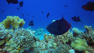 Tropik Renkli Sualtı Deniz Pelerini. Tropik balık resifi denizcisi. Yumuşak sert mercanlar deniz manzarası. Canlı mercan bahçesi. Resif mercan sahnesi. Güzel yumuşak mercan. Deniz Resifi. 