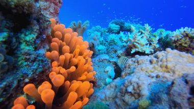 Tropik Renkli Kırmızı Anemonlar. Sualtı tropikal palyaço balığı (Amphiprion bicinctus) ve deniz şakayıkları. Su altı balık resifi denizcisi. Tropik renkli sualtı deniz manzarası. Resif mercan sahnesi. 