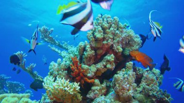 Tropik Renkli Sualtı Deniz Pelerini. Tropik balık resifi denizcisi. Yumuşak sert mercanlar deniz manzarası. Canlı mercan bahçesi. Resif mercan sahnesi. Güzel yumuşak mercan. Deniz Resifi. 
