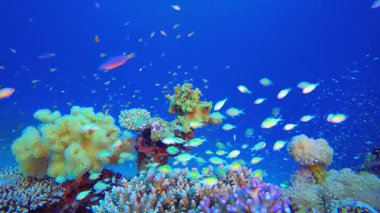 Tropik Renkli Sualtı Deniz Pelerini. Tropik balık resifi denizcisi. Yumuşak sert mercanlar deniz manzarası. Canlı mercan bahçesi. Resif mercan sahnesi. Güzel yumuşak mercan. Deniz Resifi. 