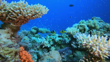 Tropik Mercan Bahçesi Kırmızı Anemone. Tropik sualtı balığı. Su altı balık resifi denizcisi. Su altı deniz balığı. Mercan bahçesi deniz manzarası. Resif mercan sahnesi. 