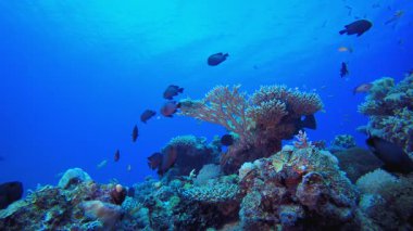 Tropik Mercan Bahçesi Deniz Hayatı. Tropik sualtı balığı. Su altı balık resifi denizcisi. Su altı deniz balığı. Mercan bahçesi deniz manzarası. Resif mercan sahnesi. 