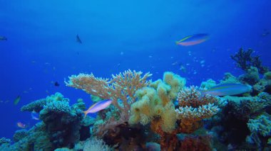 Tropik Mercan Bahçesi Deniz Hayatı. Tropik sualtı balığı. Su altı balık resifi denizcisi. Su altı deniz balığı. Mercan bahçesi deniz manzarası. Resif mercan sahnesi. 