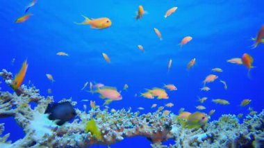 Tropik Mercan Bahçesi Portakal Balığı. Tropik sualtı balığı. Su altı balık resifi denizcisi. Su altı deniz balığı. Mercan bahçesi deniz manzarası. Resif mercan sahnesi. 