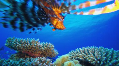Tropik Mercan Resifi Deniz Hayatı Aslan Balığı. Su altı balık resifi deniz aslanı balığı (Pterois mil). Tropik renkli sualtı deniz manzarası. Resif mercan sahnesi. Renkli tropikal mercan resifleri. Deniz yaşamı balık bahçesi.
