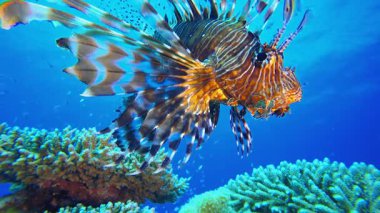 Tropik Mercan Bahçesi Sualtı Aslan Balığı. Su altı balık resifi deniz aslanı balığı (Pterois mil). Tropik renkli sualtı deniz manzarası. Resif mercan sahnesi. Renkli tropikal mercan resifleri. Deniz yaşamı balık bahçesi.