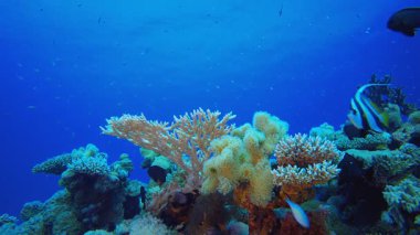 Tropik Mercan Bahçesi Su Altında Yaşam. Sualtı tropikal renkli yumuşak sert mercanlar deniz manzarası. Su altı balık resifi denizcisi. Tropik renkli sualtı deniz manzarası. 