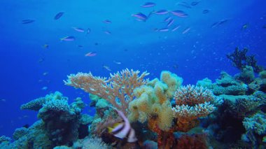 Tropikal Mercan Kayalıkları Deniz Burnu. Sualtı tropikal renkli yumuşak sert mercanlar deniz manzarası. Su altı balık resifi denizcisi. Tropik renkli sualtı deniz manzarası. 